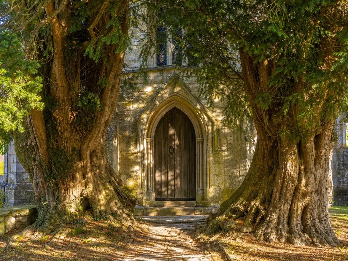 An old wooden church door framed by two ancient yew trees